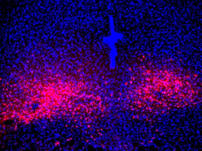 PAC1R-expressing dorsal raphe neurons