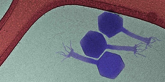 Image showing The paride phage (purple) is one of the few phages to attack dormant bacteria.