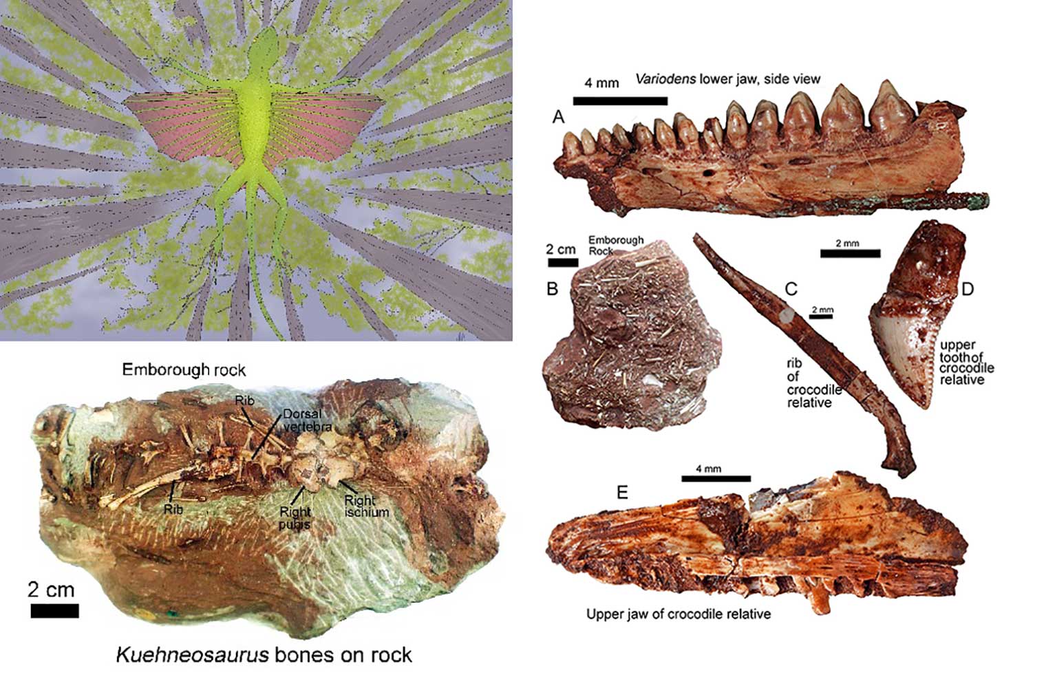 Des reptiles volants vieux de 200 millions d'années découverts dans le Somerset