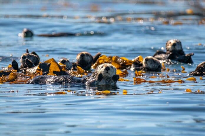 A raft of sea otters (Enhydra nereis) congregates off the back deck of the Monterey Bay Aquarium in kelp