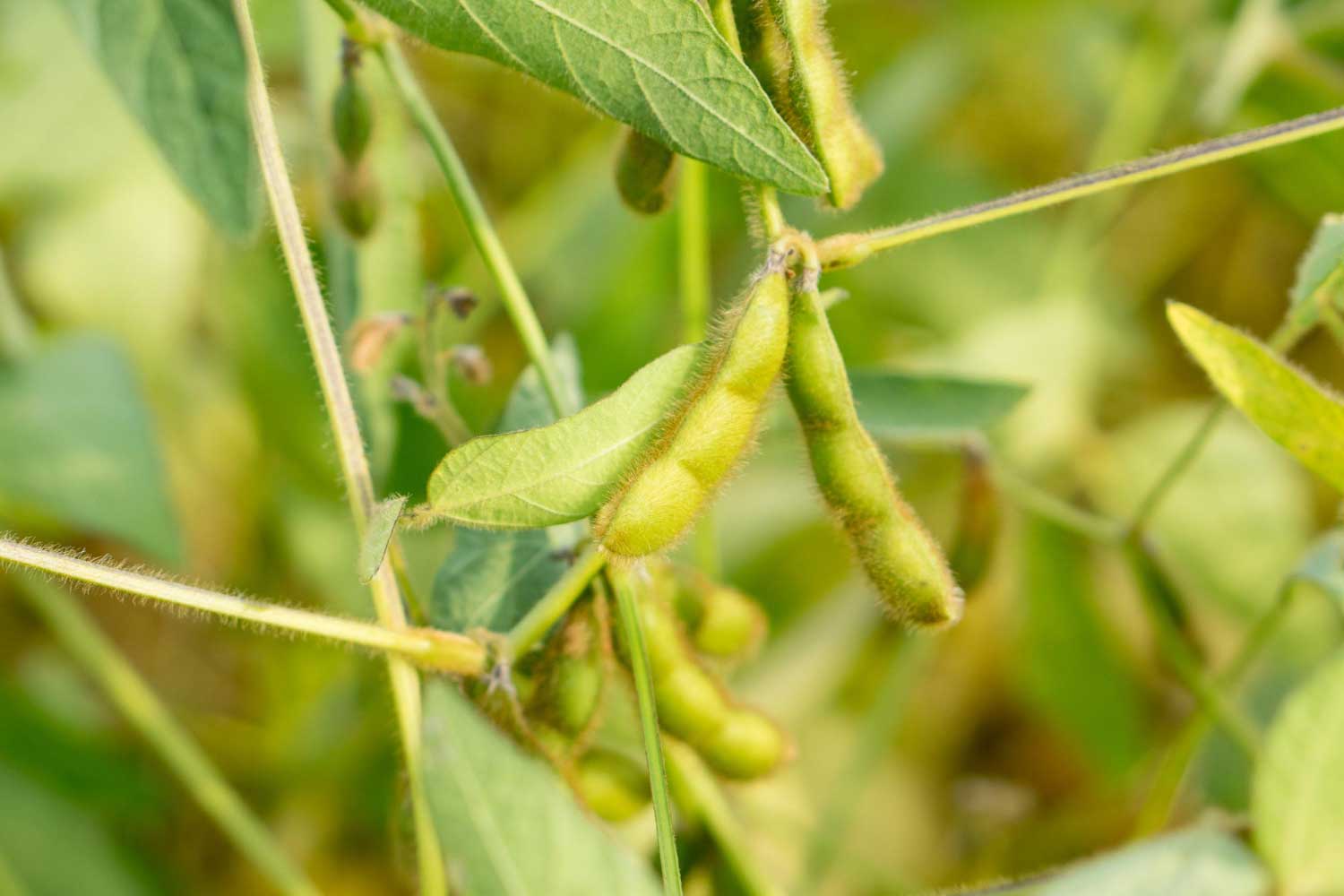 Green soy beans ready on a farmer's field