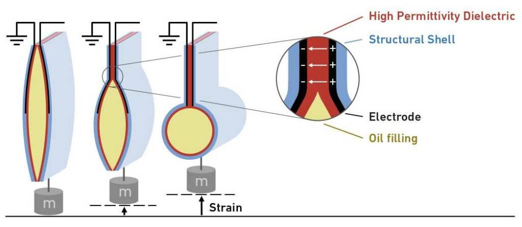 The diagram shows how the artificial muscle works