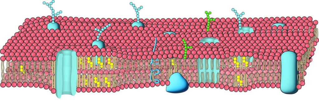 Image showing A cell membrane is illustrated to show the surface in red. Blue objects are proteins, including ion channels, which can send electrical impulses into cells. Lipids, or fats, are in yellow. In this cross section, an ion channel associates with a lipid raft. The function of the lipid structures is regulated by cholesterol. Mechanical force can deplete the cholesterol and release the ion channel, changing activity within the cell.