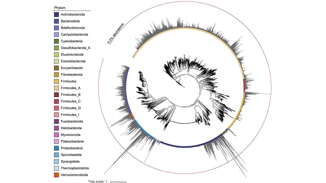 Phylogenetic trees of detected gut bacteria.