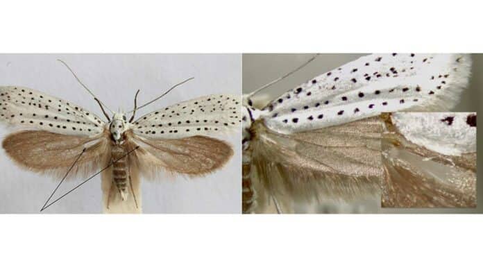 ermine moth