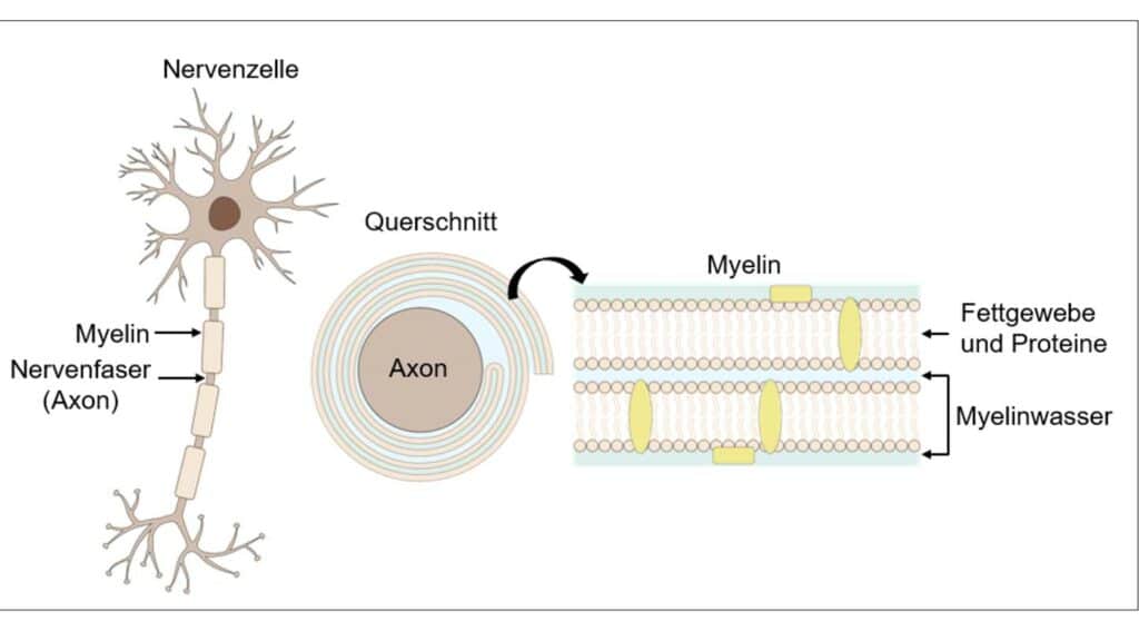 The myelin sheaths wrap around the nerve fibres and consist mainly of fatty tissue and proteins.  (Graphic: ETH Zurich)