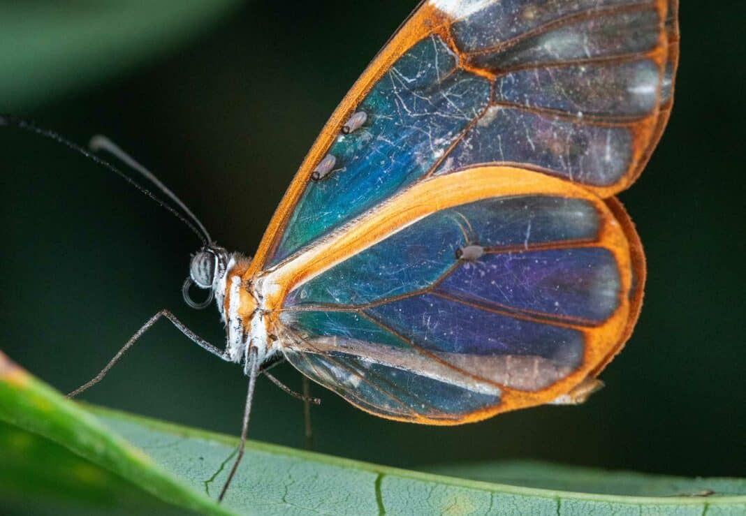 Lingt Insect Flying insects become disorientated and trapped by artificial light