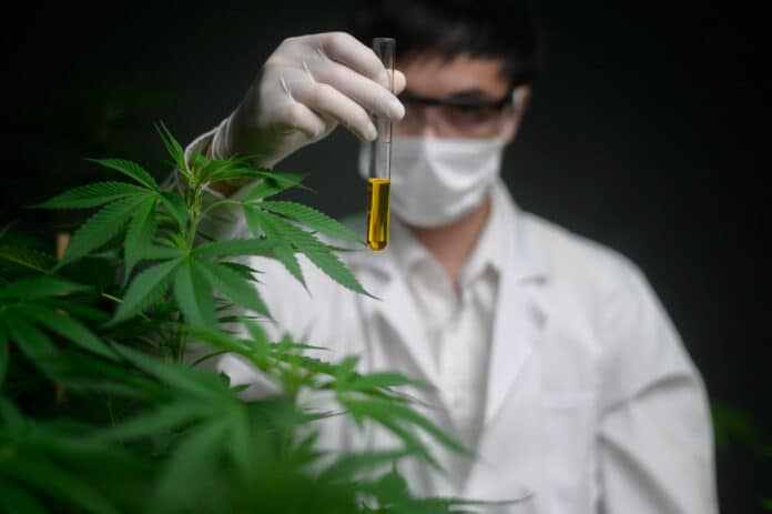 A scientist holding a test tube on cannabis farm