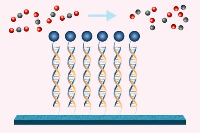 MIT chemical engineers have shown that by using DNA to tether a catalyst (blue circles) to an electrode