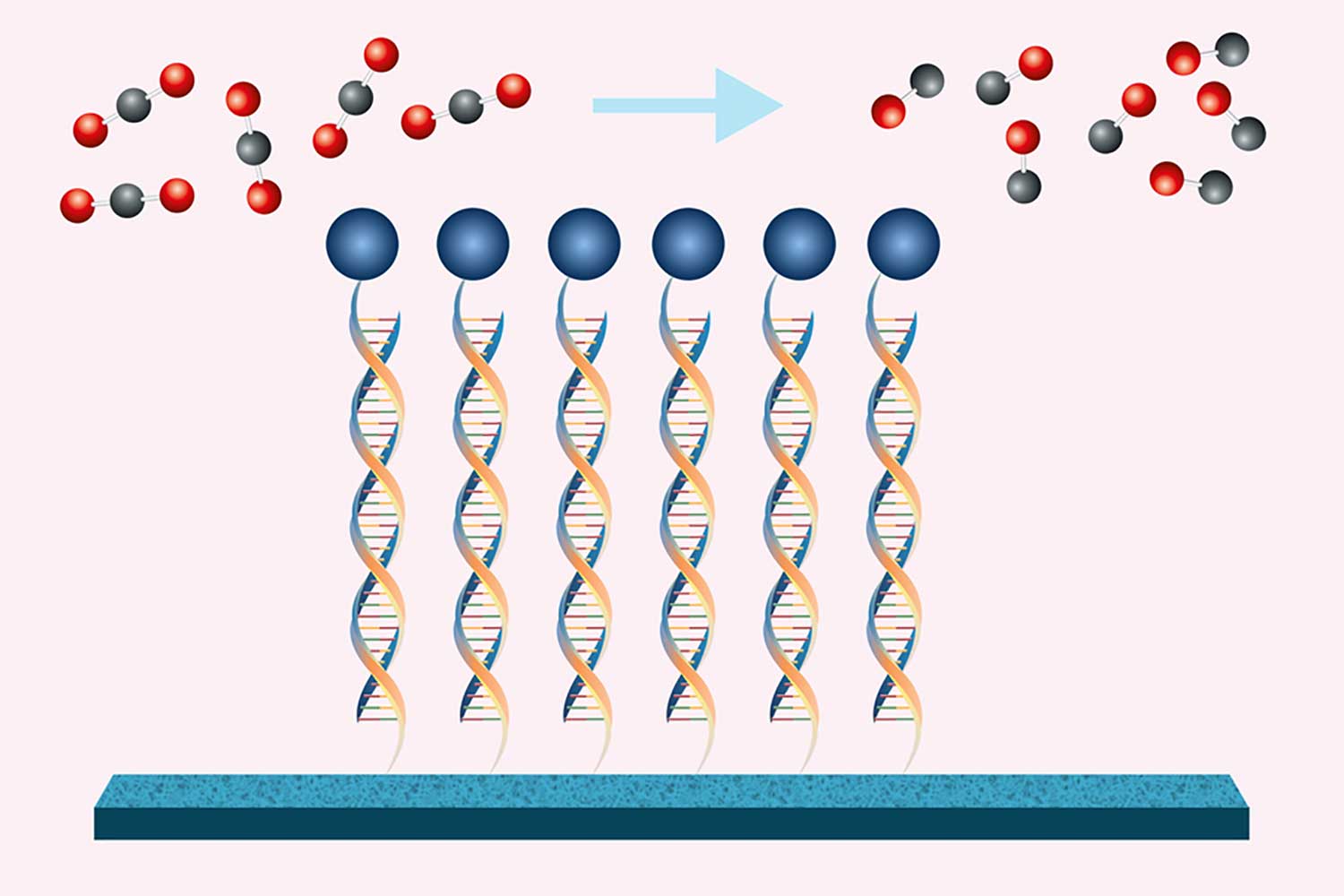 MIT chemical engineers have shown that by using DNA to tether a catalyst (blue circles) to an electrode