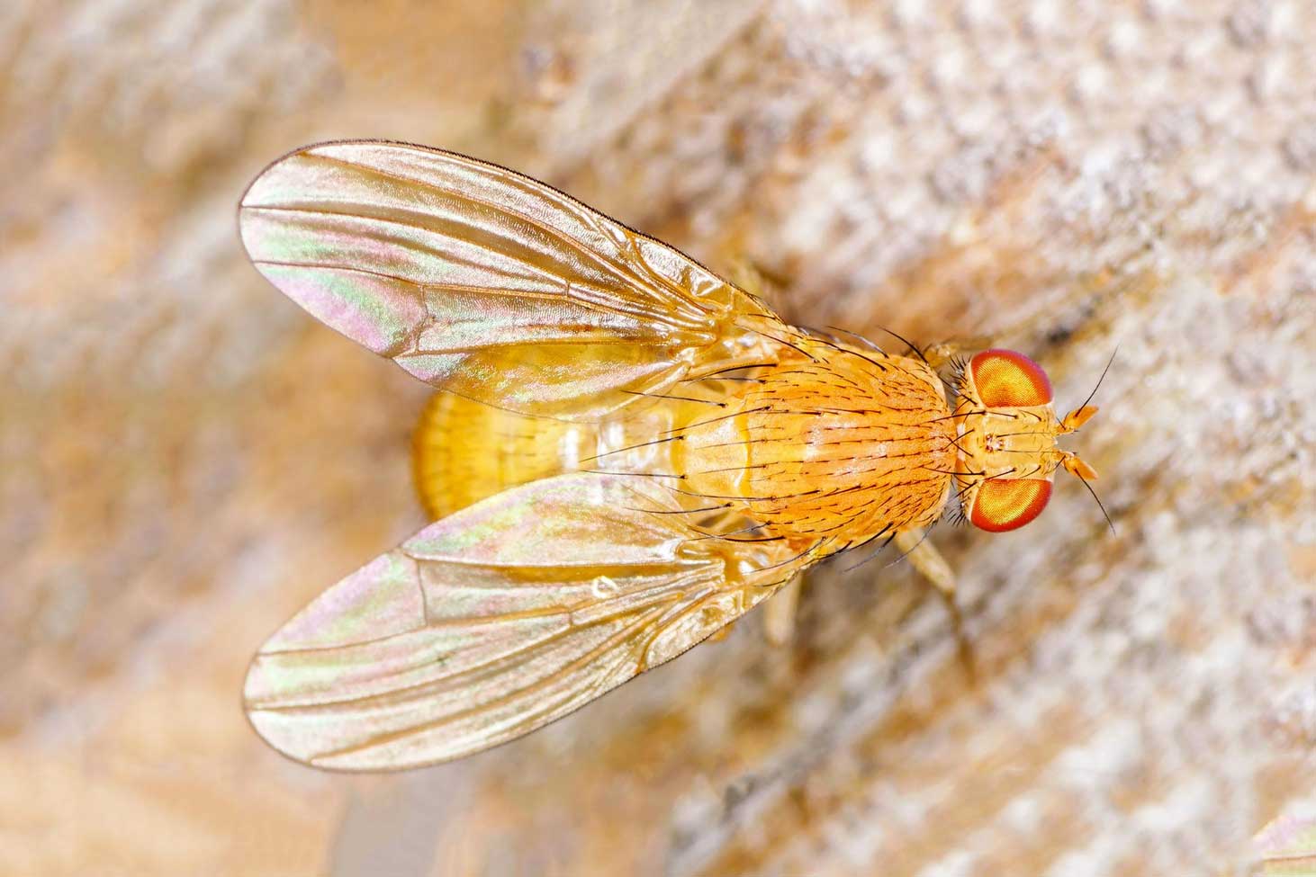 Macro shot of a golden Common fruit fly Drosophila melanogaster