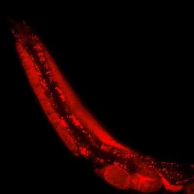 Image showing Microscopic fluorescence image of a C.tropicalis mother worm. The worm carries eggs loaded with a toxin (red) which is expressed from a Toxin-Antidote selfish genetic element only when it was maternally inherited.