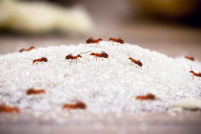 Red and small ants on a pile of sugar dropped on the ground ants indoors insect invasion and need for detection