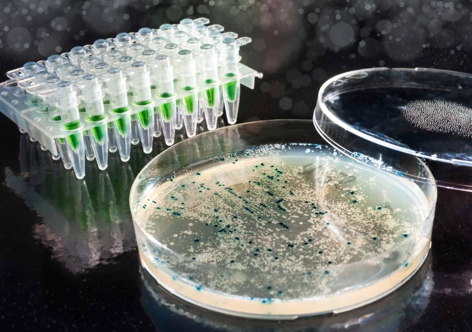 Image showing bacterial colonies on agar-agar