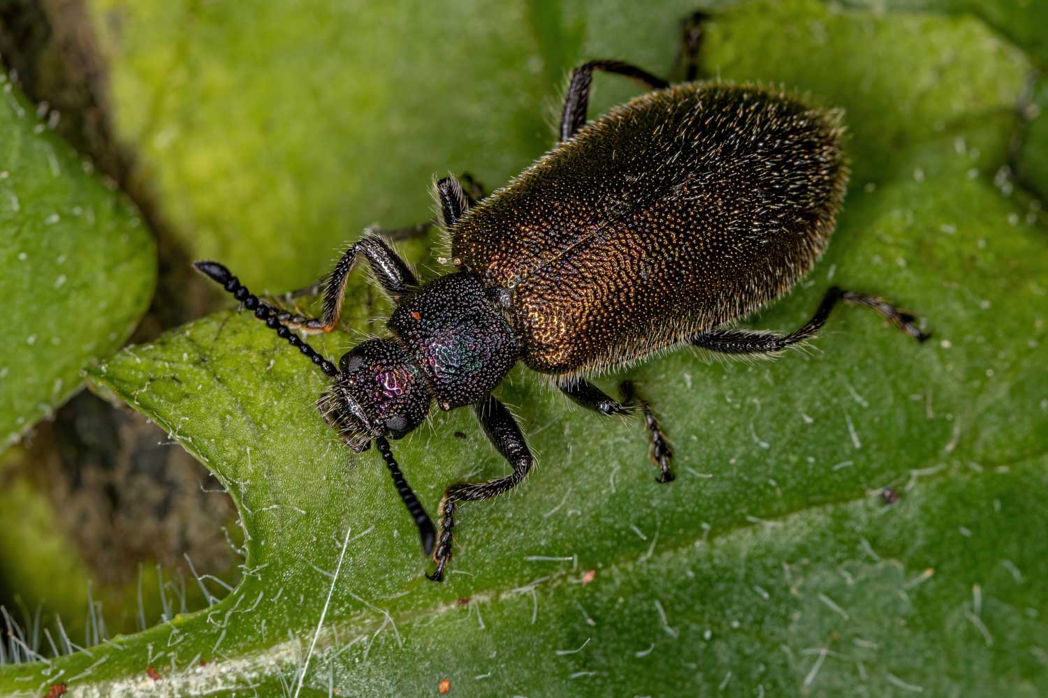 Adult long-jointed beetle of the species lagria villosa