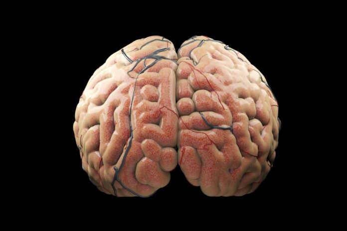 Close up realistic brain concept