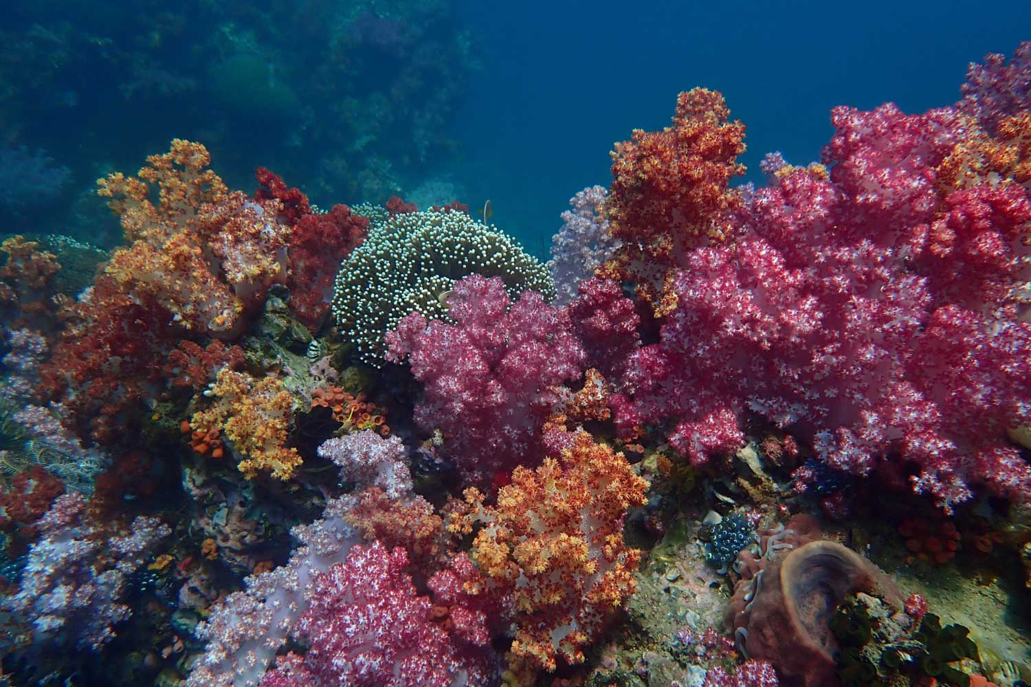 Marine life under sea water