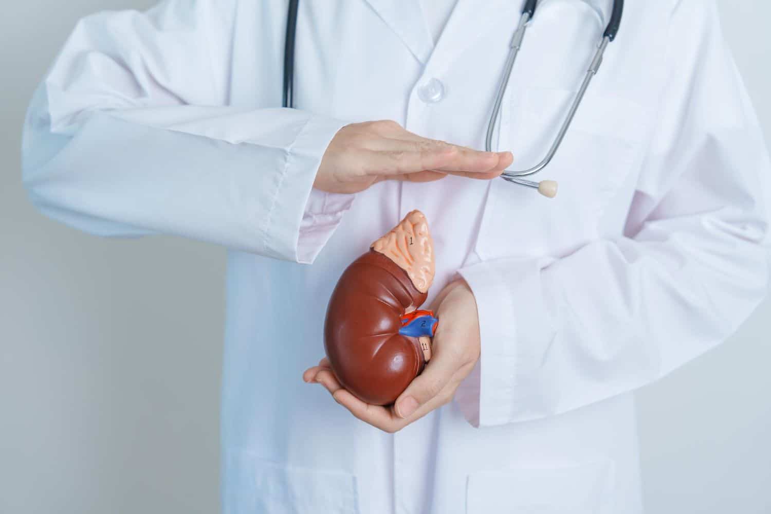 Doctor holding Anatomical kidney Adrenal gland model disease