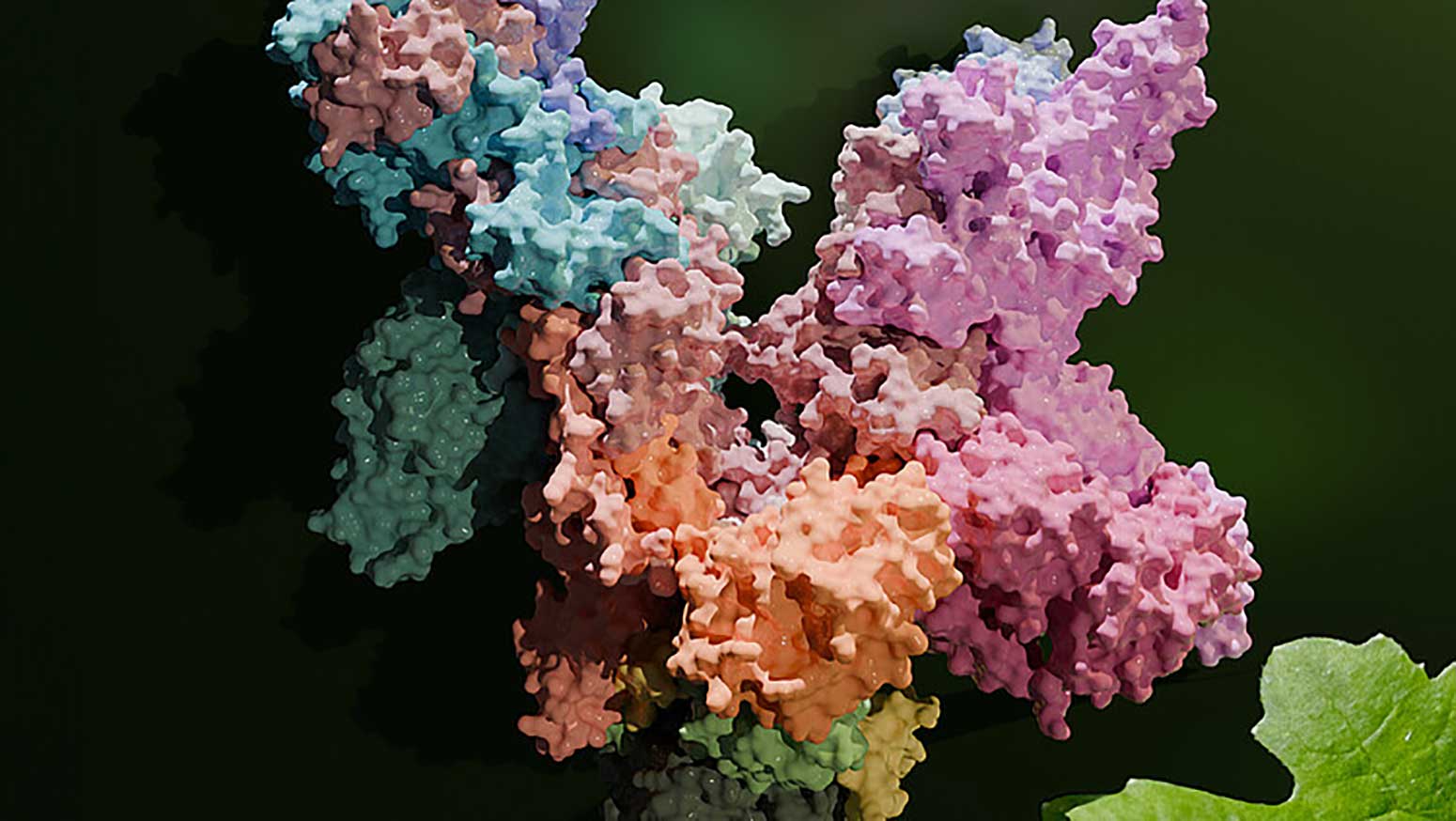 Les scientifiques ont réussi à créer des visualisations 3D de la machinerie de transcription des chloroplastes