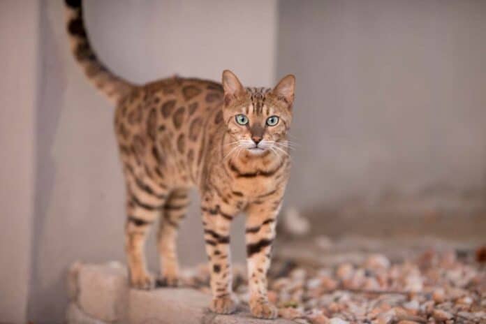 bengal cat curiously staring at the camera with a blurred background Related tags: