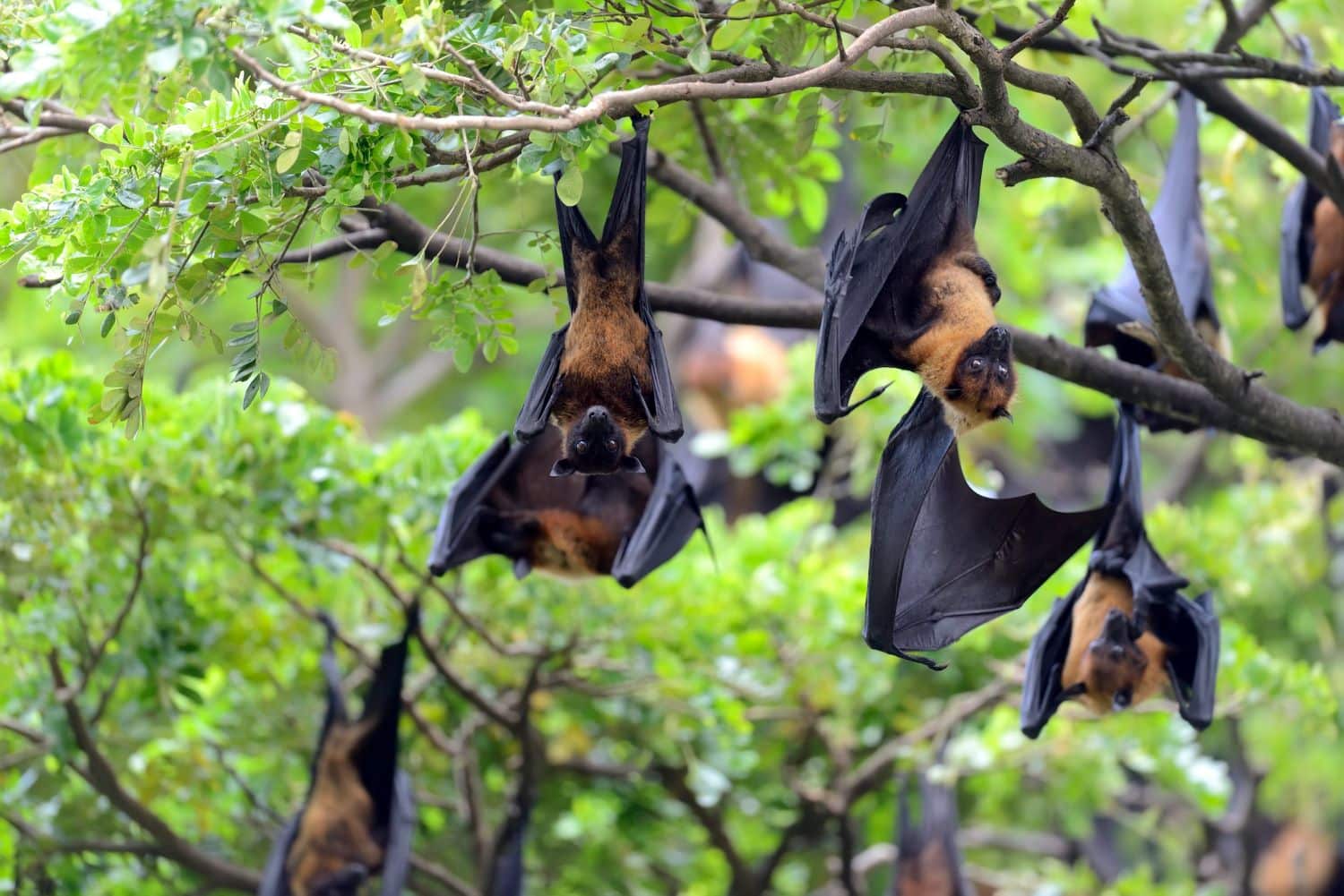 Black flying-foxes hanging in a tree