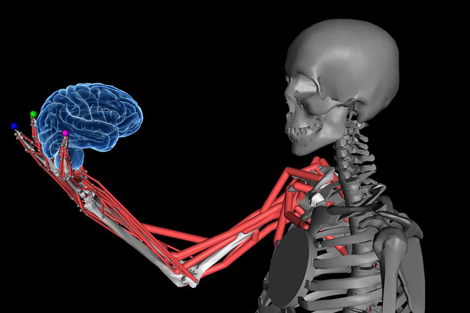 Human arm with muscles holding a brain created in MyoSuite