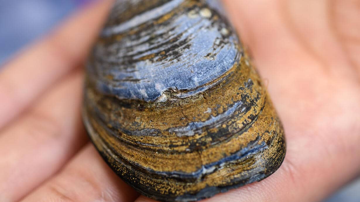 The blue, or common, mussel (Mytilus edulis). Daniel Kim/ ©AMNH