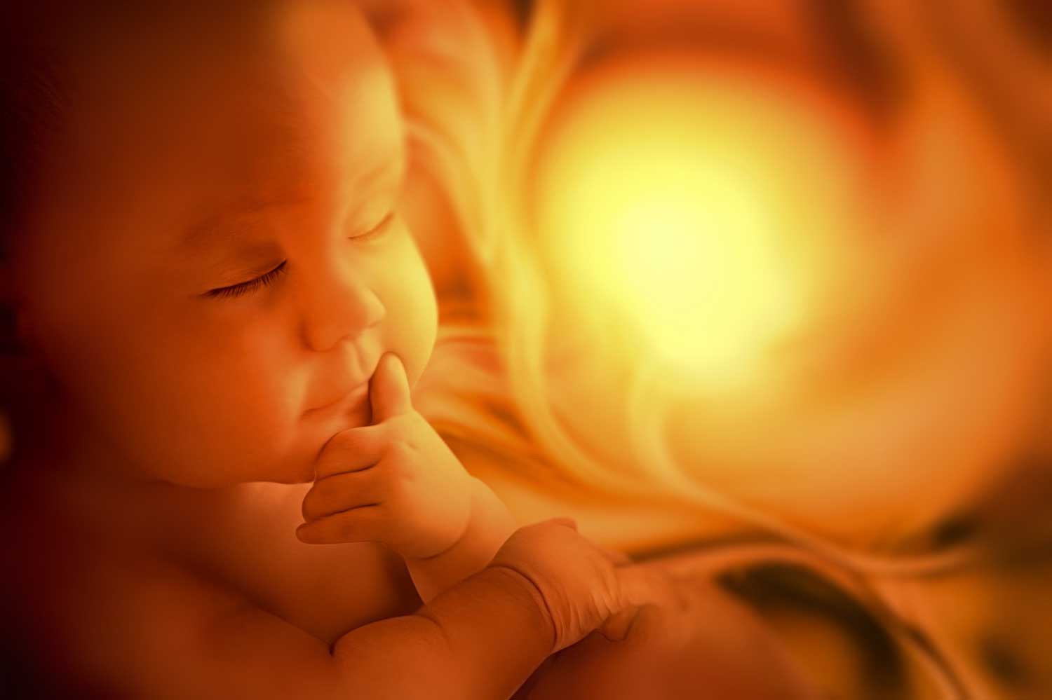 Embryo inside mother ultrasound image