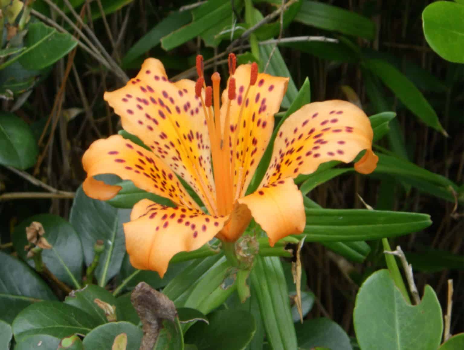 The new species of Japanese lily Lilium pacificum