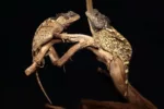 Acanthosaura syrax Acanthosaura syrax