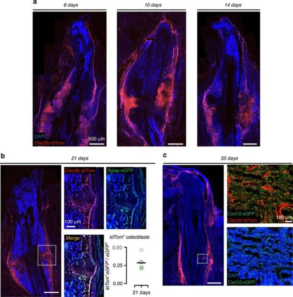 Dormant progenitor cells
