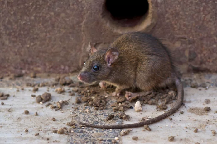 brown rat Closeup of the brown rat on the street