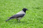 crow-on-grass Crow on the green grass