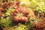 drosera-spatulata Drosera spatulata