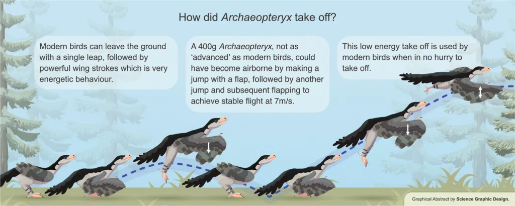 Graphical abstract by Science Graphic Design, from Meilak et al., 2026, Developmental Biology, licensed under CC BY 4.0.