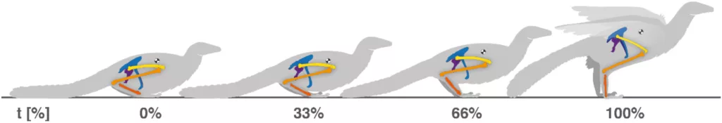 Lateral view of Archaeopteryx hindlimb depicting the most plausible location of the centre of mass throughout the time-normalised take-off leap cycle. The take-off jump duration ranged between 66 and 74 ms.