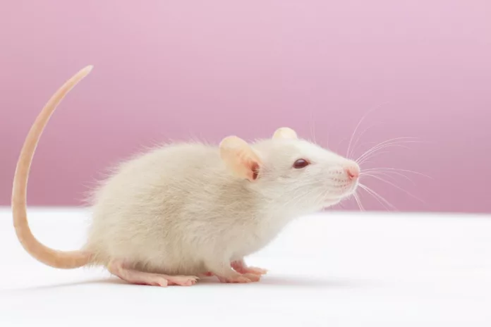 mouse ovary White dumbo rat play on pink background