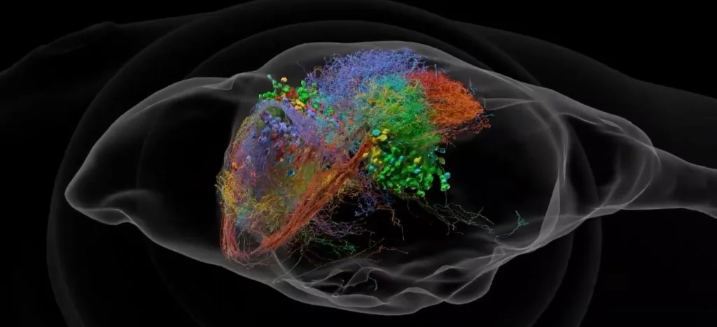 Fish Fire&Wire dataset