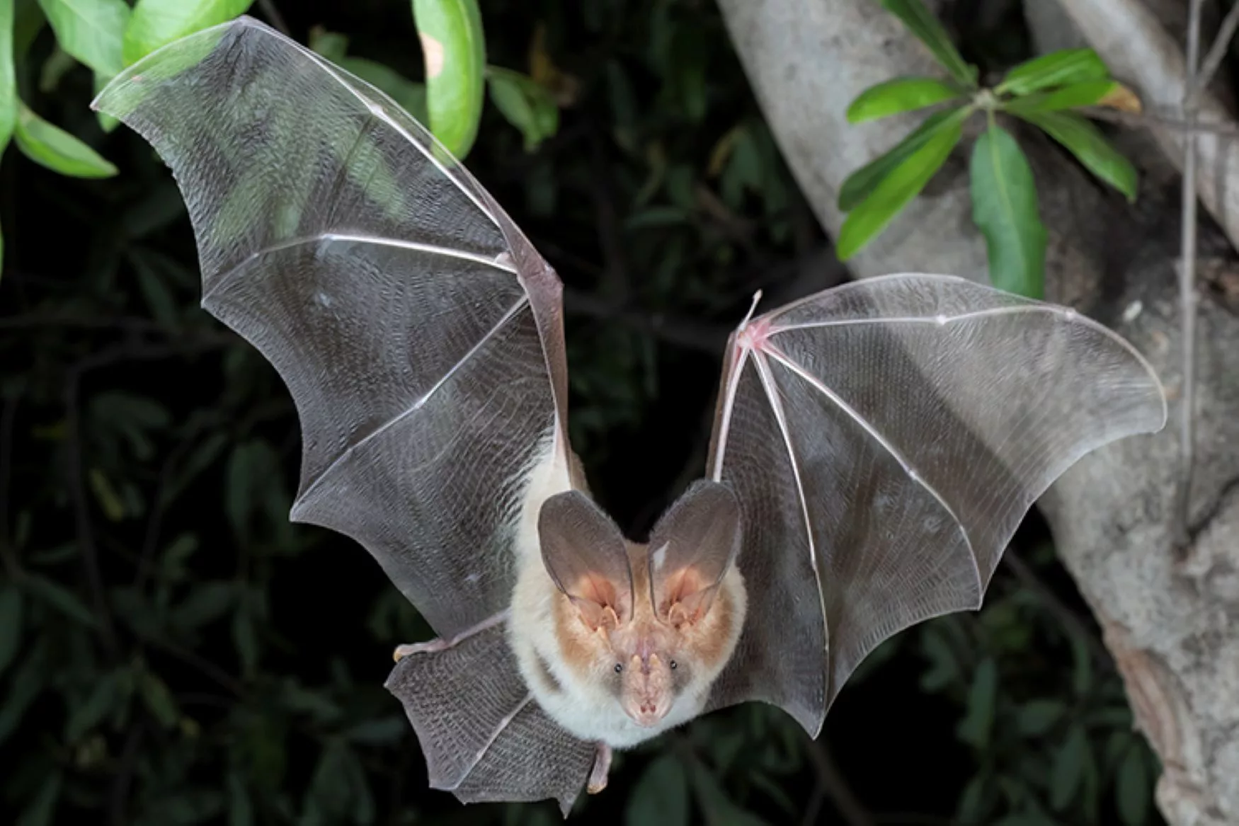 Bats originated in Europe 65 million years ago