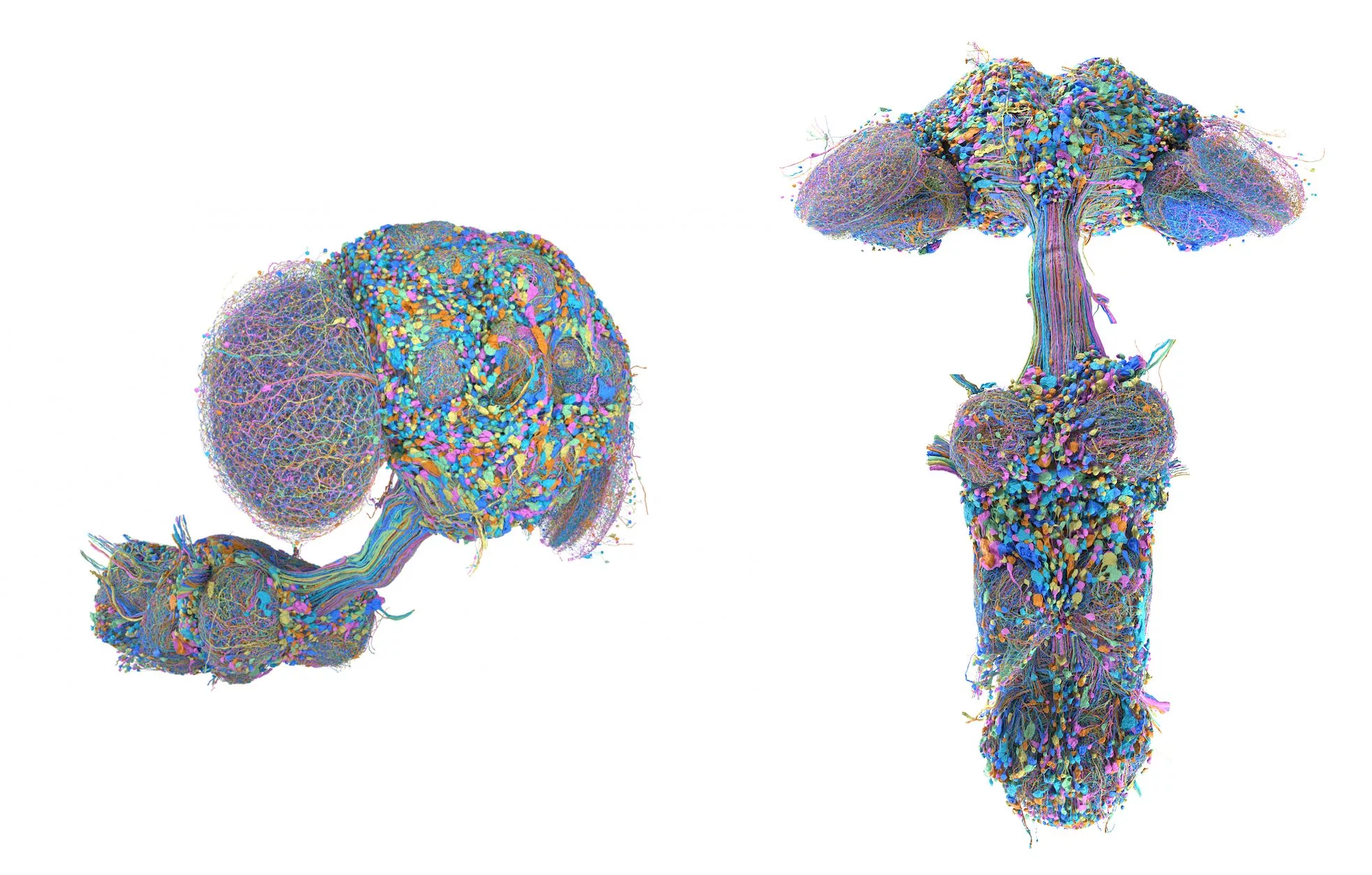 A complete map of the fruit fly brain is a major neuroscience milestone