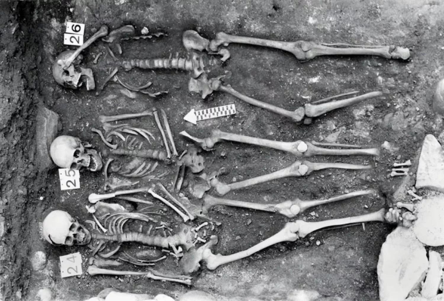 Plague persisted 400 years beyond the Black Death, DNA reveals