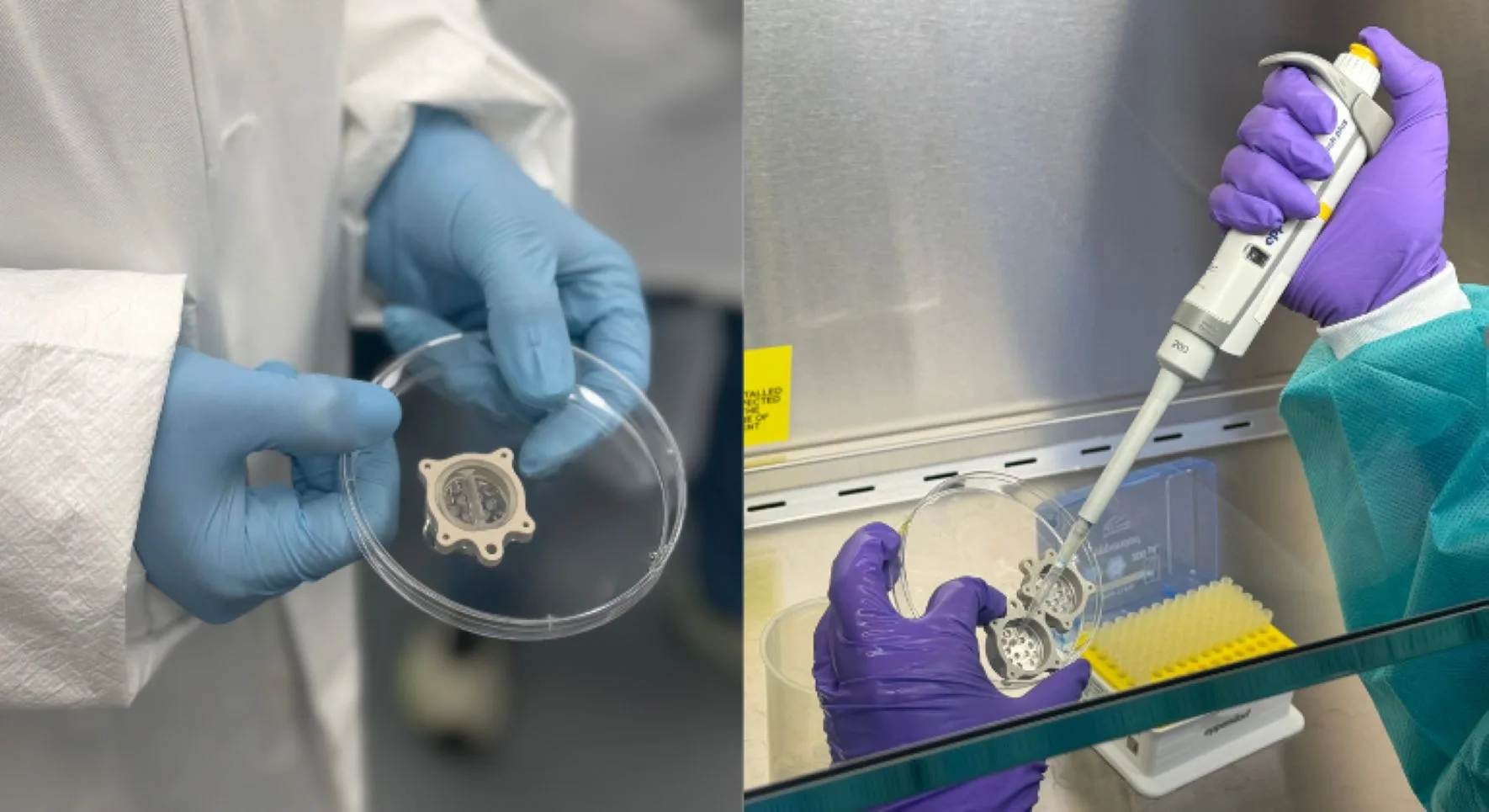 Mount Sinai Organoids Sent to ISS to Study Space Aging and Human Health