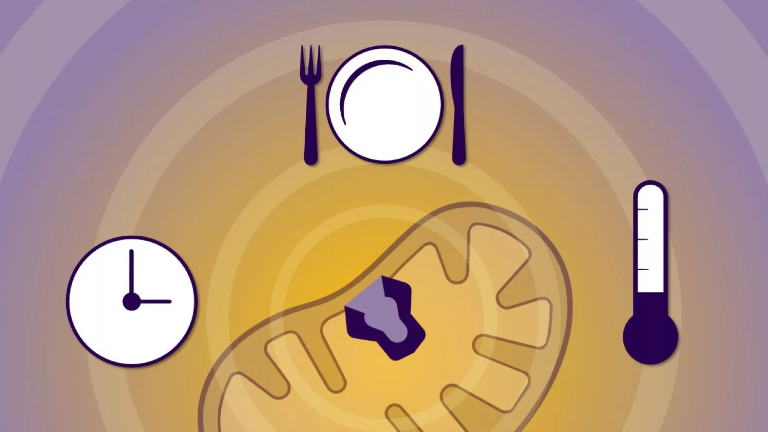 Your body has its own fat-burning clock, and scientists just found the switch